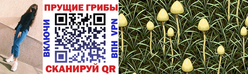 Галлюциногенные грибы прущие грибы Макаров